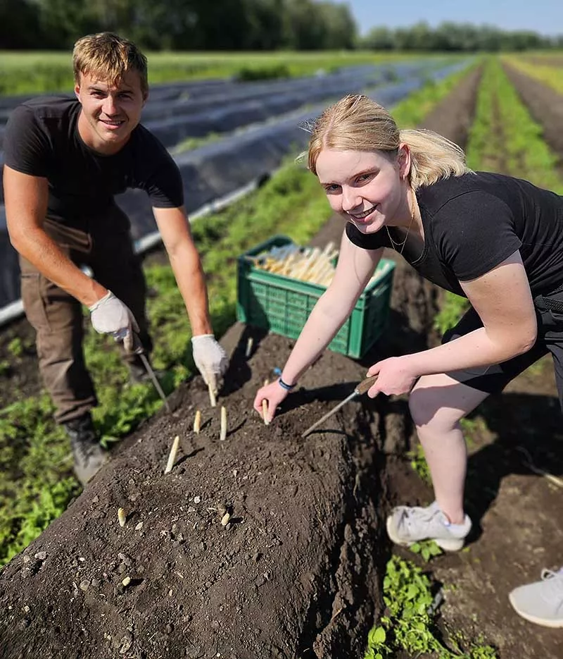 Spargel stechen Spargel stechen