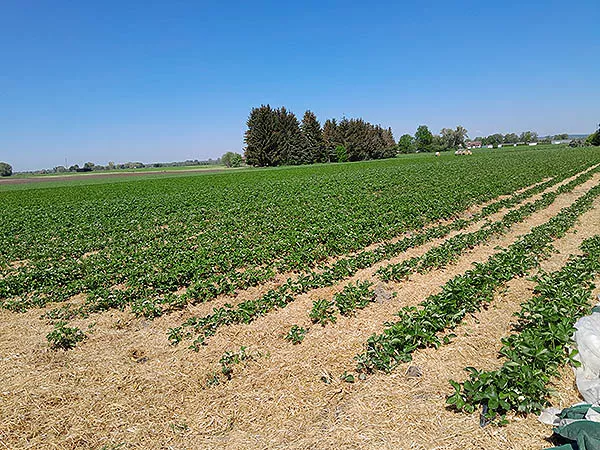 Erdbeerplantage Erdbeerplantage